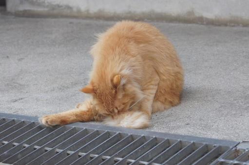 ねこ ねこの写真
