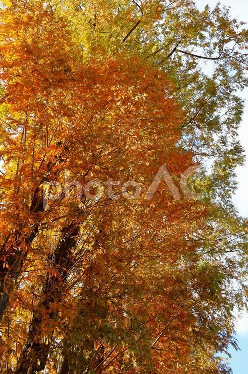 １１月下旬の仏生山公園メタセコイアの黄葉 背景,メタセコイア,植物の写真素材