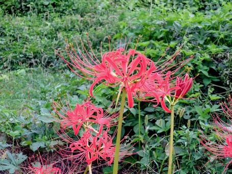 ヒガンバナ ヒガンバナ ヒガンバナ,彼岸,秋の写真素材