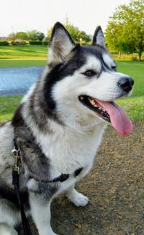 シベリアンハスキーの写真