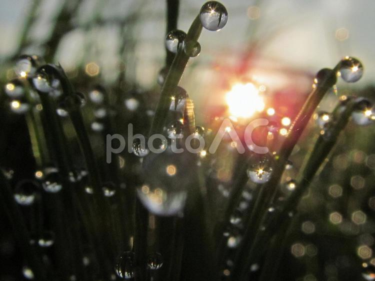 水滴とスギナと朝日Water drops 水滴,すいてき,waterの写真素材