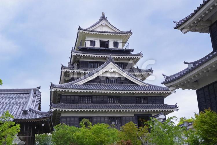 中津城 中津城,お城,日本の城の写真素材
