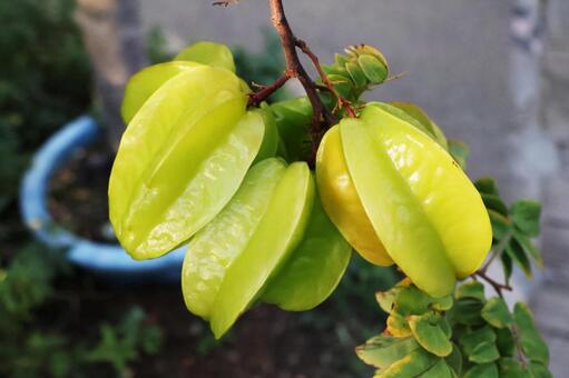 スターフルーツ１（咲くやこの花館） スターフルーツ,咲くやこの花館,鶴見緑地の写真素材