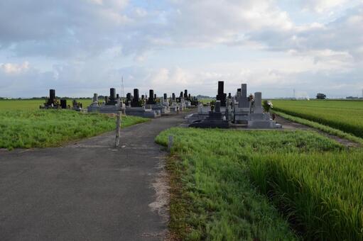 水田の中の集団墓地 水田の中にある墓地,水田と墓地,墓地と水田の写真素材