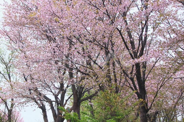雨の日の桜 桜,満開,ピンクの写真素材