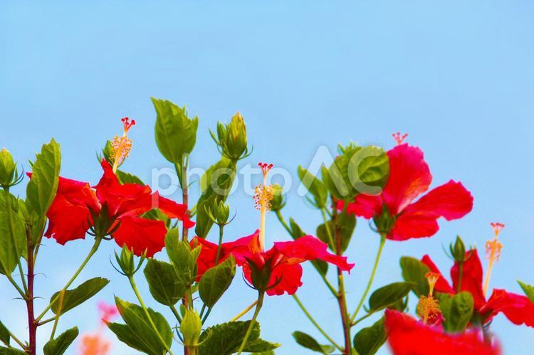 青い空と南国のハイビスカスの花 ハイビスカス,沖縄,南国の写真素材