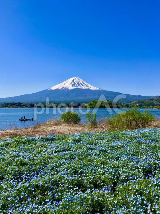 富士山と大石公園のネモフィラと釣り人 富士山,河口湖,湖畔の写真素材