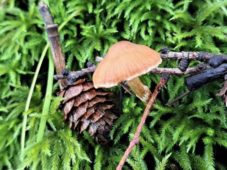 スギゴケとキノコ3 スギゴケとキノコ3 秋,農村,農家の写真素材
