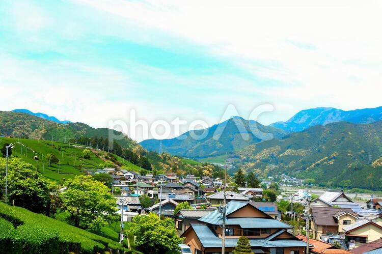 新茶に囲まれた松野の村 新茶,お茶畑,八十八夜の写真素材