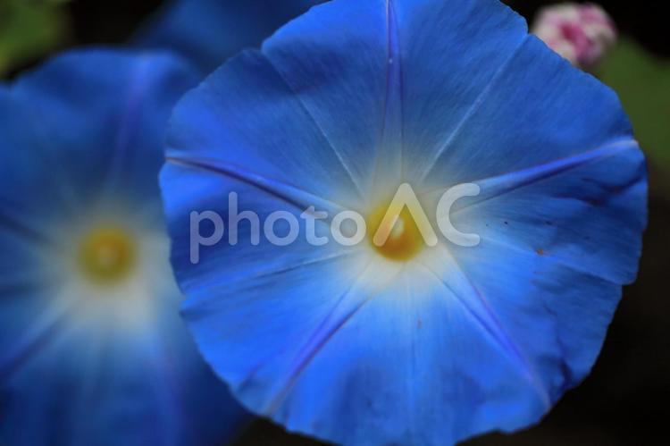 青いアサガオの花 アサガオ,あさがお,朝顔の写真素材