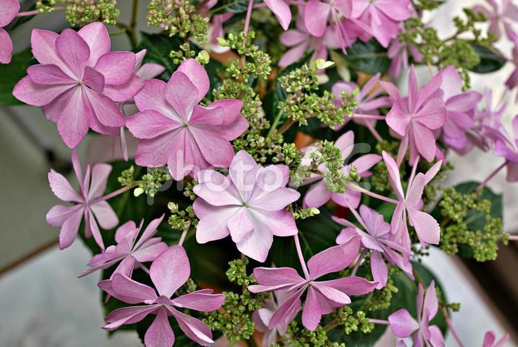 アジサイの花束2 アジサイ,紫陽花,あじさいの写真素材