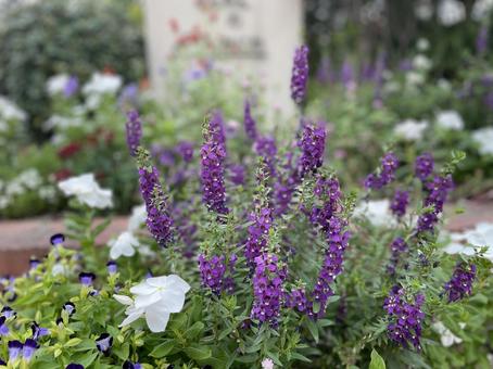 伊丹空港展望デッキの花壇 伊丹空港展望デッキの花壇の写真