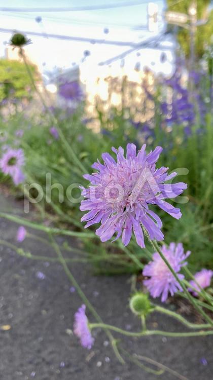 薄紫のクナウティアアルベンシス クナウティア,アルベンシス,薄紫の写真素材