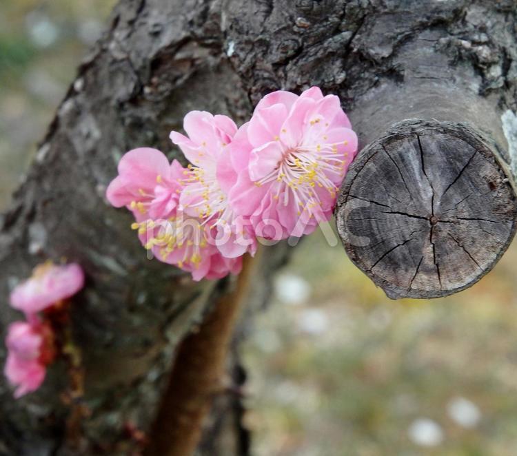淡いピンクの梅の花 花,plum,兵庫県西宮市上甲東園の写真素材