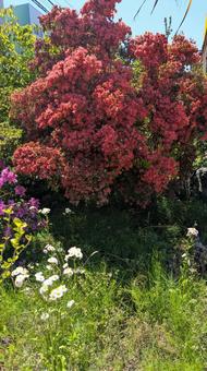 Spring flowers, JPG Spring flowers, JPG