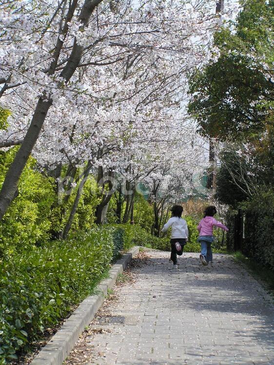 桜並木 かけっこ,ピクニック,姉妹の写真素材