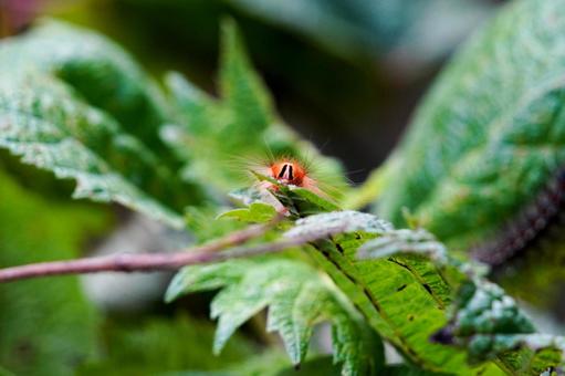赤い毛虫の昆虫写真02 赤い毛虫の昆虫写真02 毛虫,幼虫,虫の写真素材