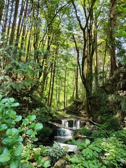 新緑の中の写真