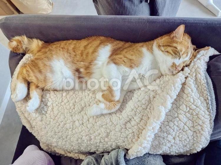モフモフでおやすみの花見ちゃん ねこ,かわいい,ペットの写真素材