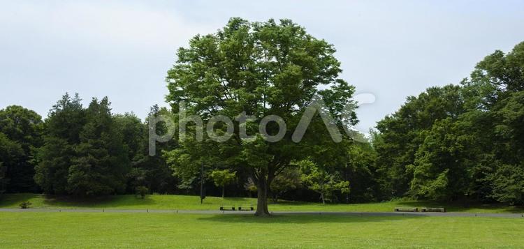 バナー素材　木 木,大樹,素材の写真素材
