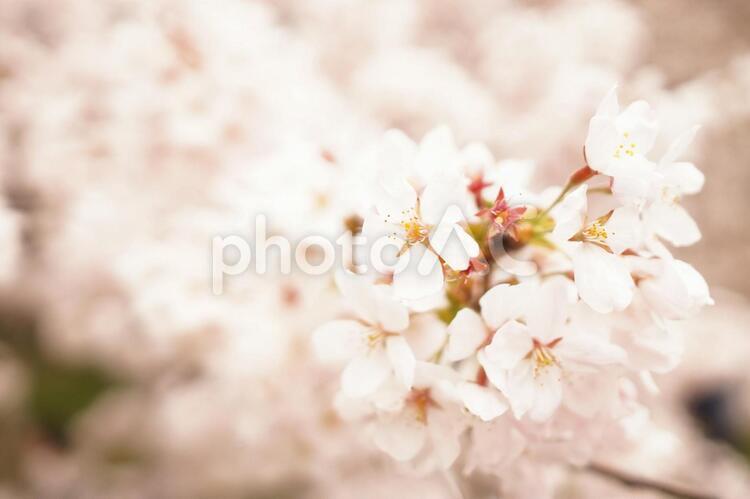 桜の木の下で 花,桜,春の写真素材