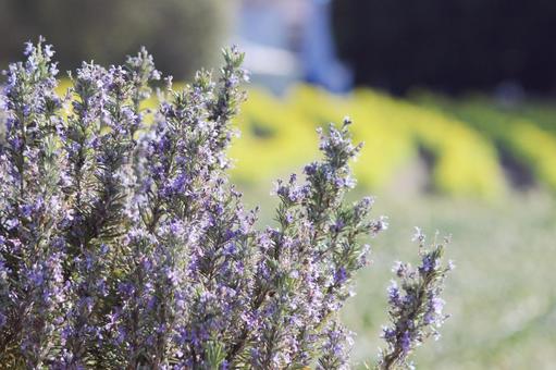 ラベンダー 自然,春,3月の写真素材