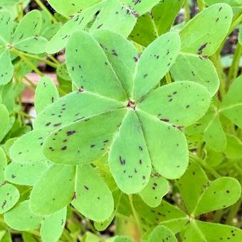 四つ葉のカタバミの葉 四つ葉,カタバミ,オオキバナカタバミの写真素材