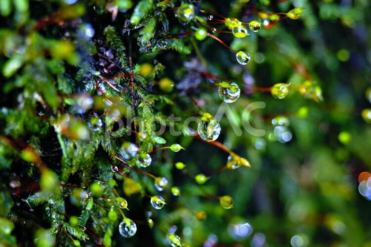 ミズゴケの水玉11 ミズゴケ,朝,水玉の写真素材