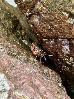 Crabs on the rocks and in the sea, JPG