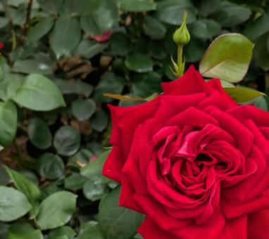 バラ 薔薇 バラ 薔薇の写真