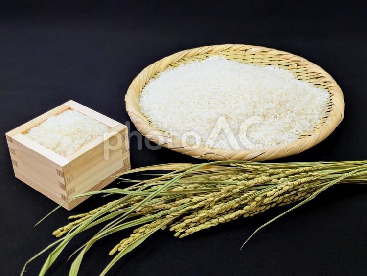 食べ物（米）6 稲穂,お米,主食の写真素材