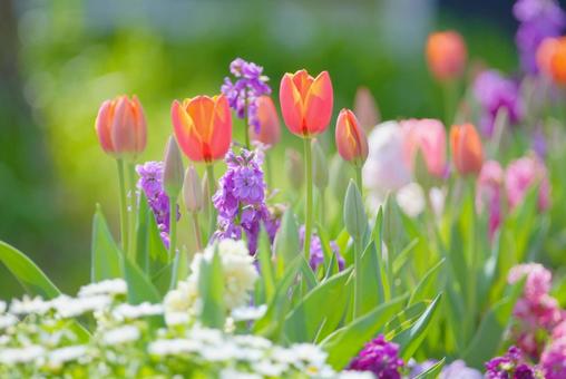 春の花壇 チューリップ 春の花壇 チューリップの写真