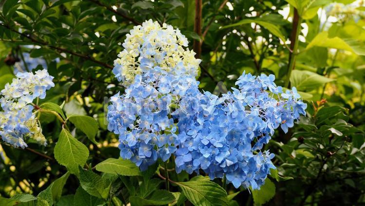 初夏の紫陽花の花・館林市の街中 紫陽花,初夏,花の写真素材