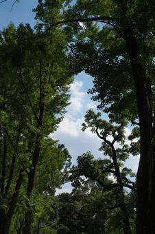 新緑と空と雲 新緑と空と雲の写真