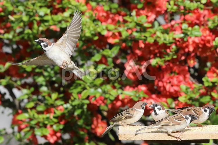 すずめ餌台の生態 動物,野鳥,小鳥の写真素材