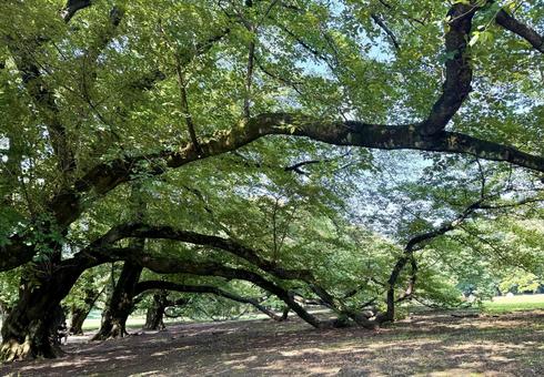 夏の公園の木陰 夏の公園の木陰の写真