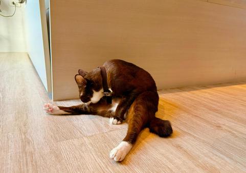 部屋で毛繕いする黒猫 部屋で毛繕いする黒猫 猫,ネコ,ねこの写真素材