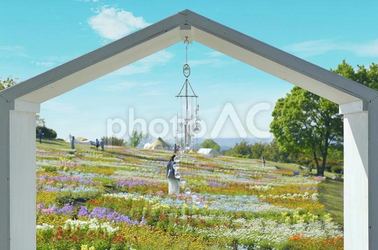 くじゅう花公園の花畑 くじゅう花公園,公園,春の写真素材