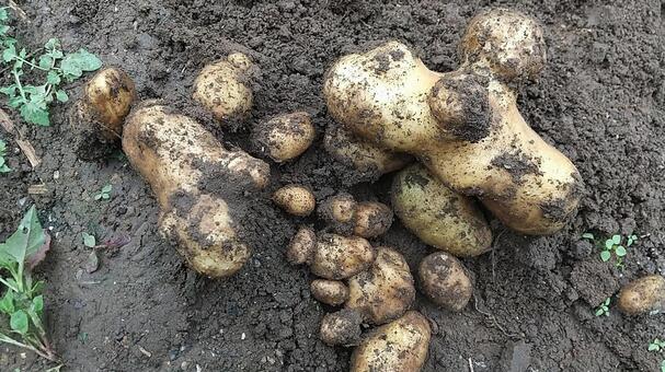 畑のじゃがいも 家庭菜園,畑,野菜の写真素材