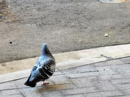 ハト/鳩/はととアスファルト(コンクリート)ドバト ハト/鳩/はととアスファルト(コンクリート)ドバトの写真