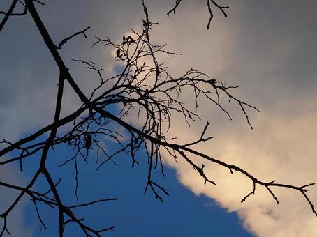 空と木 風景,くもり,空の写真素材