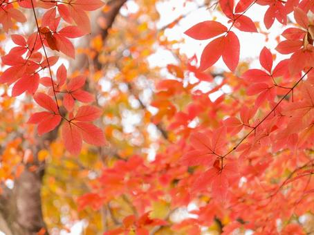 紅葉 紅葉の写真