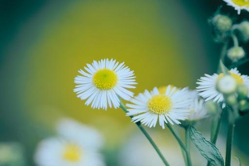 花 花 はな,草花,自然の写真素材