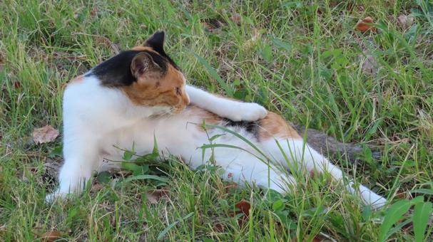 夕涼みが日課のもふもふであざとい三毛猫 夕涼みが日課のもふもふであざとい三毛猫の写真