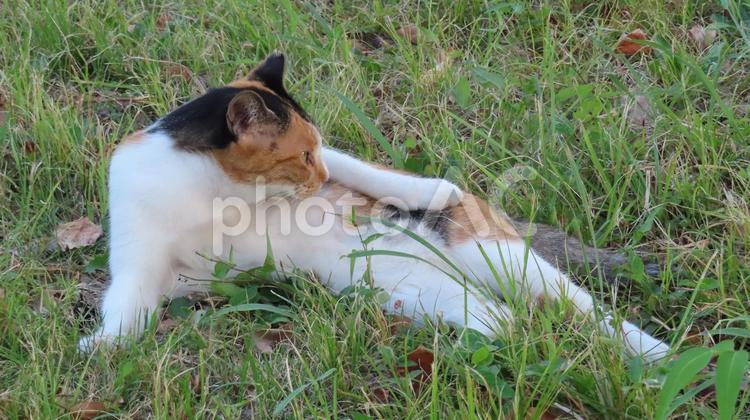 夕涼みが日課のもふもふであざとい三毛猫 三毛猫,猫,寝転ぶの写真素材