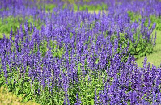 秋咲きの鮮やかなラベンダー ラベンダー,花,紫の花の写真素材