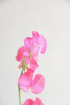ピンクのスイートピーの写真