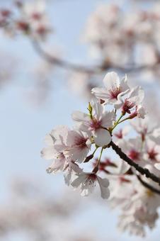 桜（山桜・ヤマザクラ）の写真