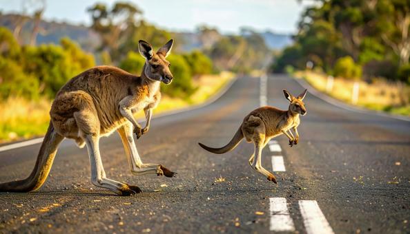 道路を横切るカンガルーの親子 道路を横切るカンガルーの親子の写真
