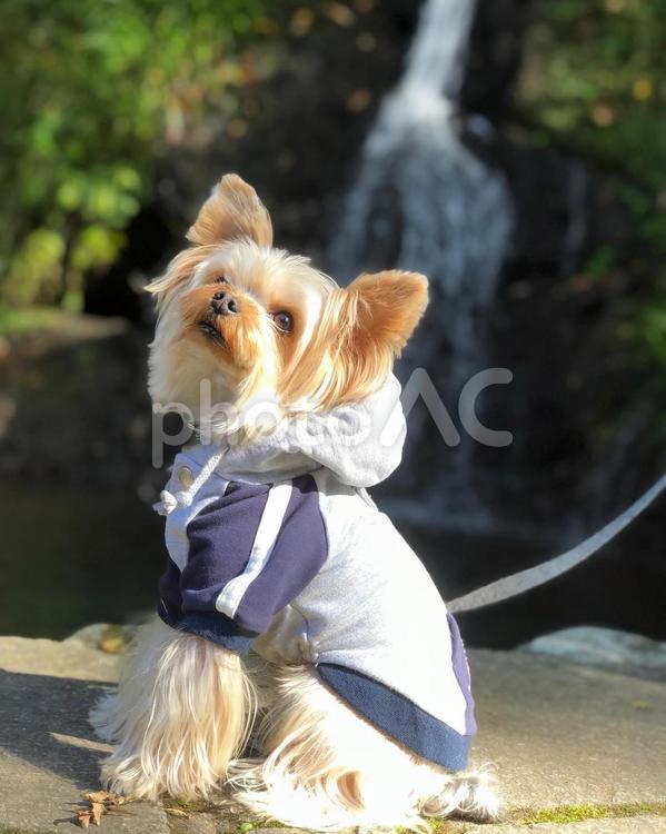 滝とイケメンヨーキー 犬,ヨーキー,ヨークシャーの写真素材